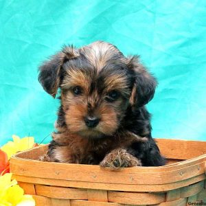 Darry, Yorkie-Poo Puppy