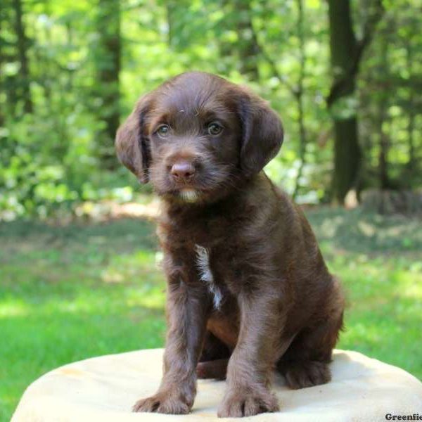 Darryl Jones, Labradoodle-Miniature Puppy