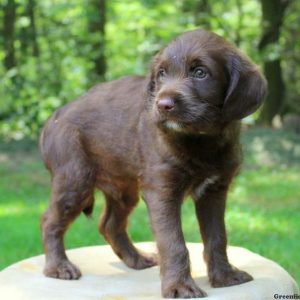 Darryl Jones, Labradoodle-Miniature Puppy