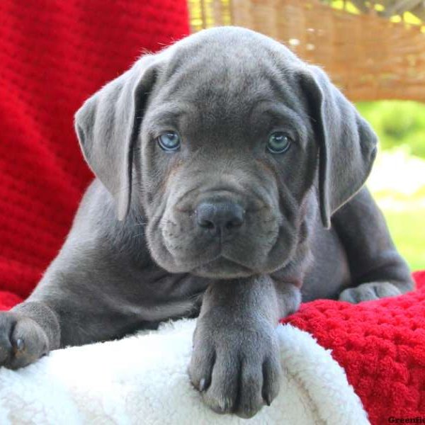 Darryl, Cane Corso Puppy