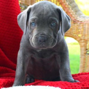 Darryl, Cane Corso Puppy