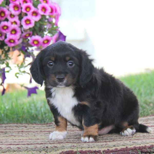 Daryl, English Springer Spaniel Mix Puppy