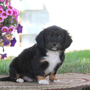 Daryl, English Springer Spaniel Mix Puppy