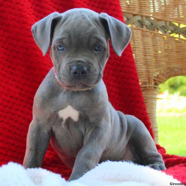 Dash, Cane Corso Puppy