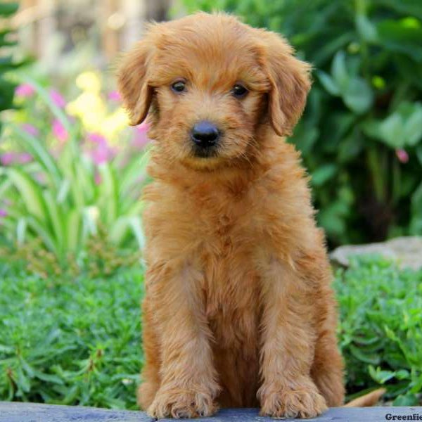 Dash, Goldendoodle Puppy