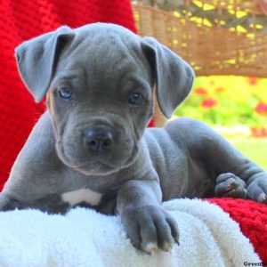 Dash, Cane Corso Puppy