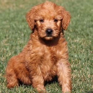 Dash, Goldendoodle Puppy