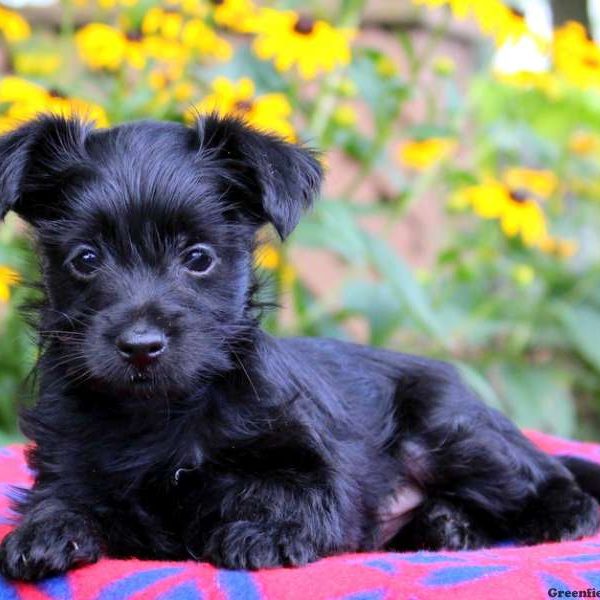 Dasher, Morkie-Poo Puppy