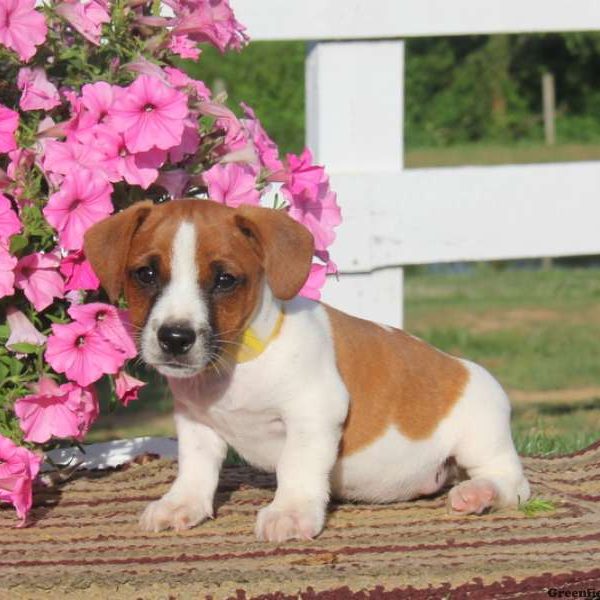 Dasher, Jack Russell Terrier Puppy