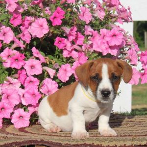 Dasher, Jack Russell Terrier Puppy