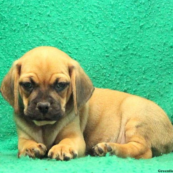 Dave, Puggle Puppy