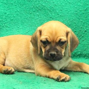 Dave, Puggle Puppy