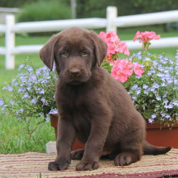 Davey, Labrador Retriever-Chocolate Puppy