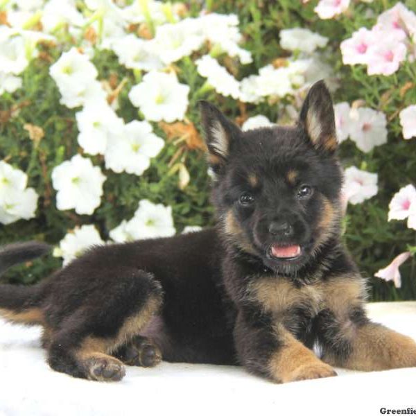 Davey, German Shepherd Puppy