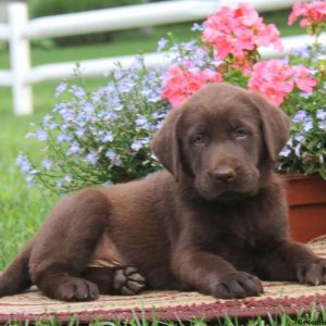 Davey, Labrador Retriever-Chocolate Puppy