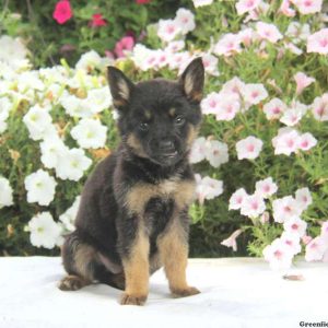 Davey, German Shepherd Puppy