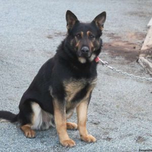 Davey, German Shepherd Puppy