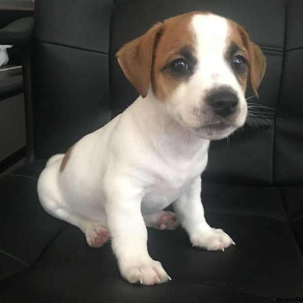 David, Jack Russell Terrier Puppy