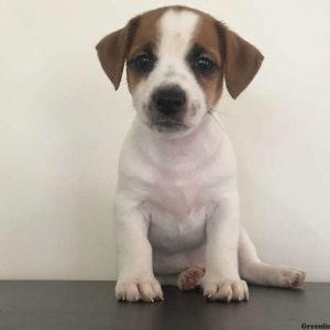 David, Jack Russell Terrier Puppy