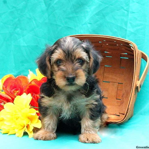 Davis, Yorkie-Poo Puppy