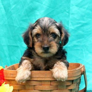 Davis, Yorkie-Poo Puppy