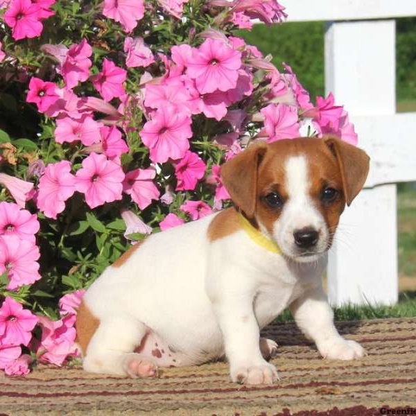 Dawn, Jack Russell Terrier Puppy