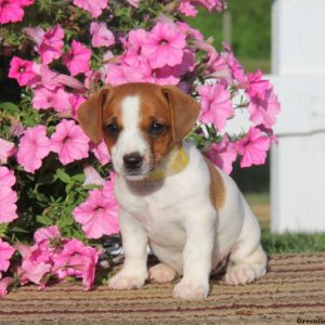 Dawn, Jack Russell Terrier Puppy