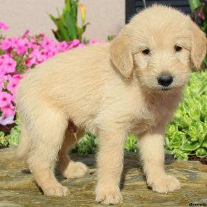 Dax, Labradoodle Puppy