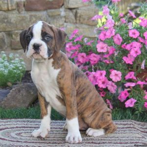 Daylight, Boxer Puppy