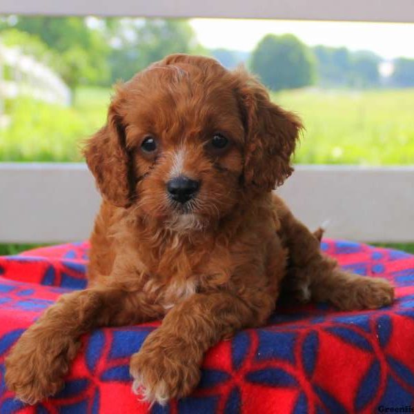 Dean Jr, Cavapoo Puppy