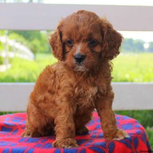 Dean Jr, Cavapoo Puppy