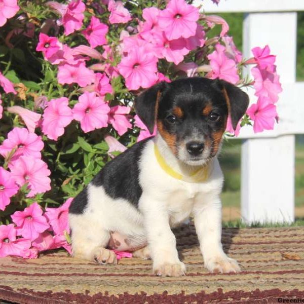 Debbie, Jack Russell Terrier Puppy