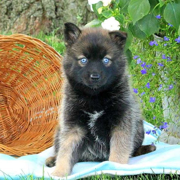 Debbie, Pomsky Puppy