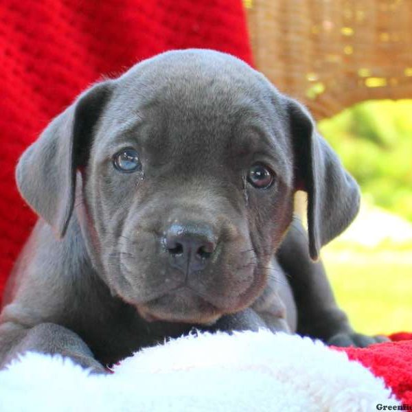 Debbie, Cane Corso Puppy