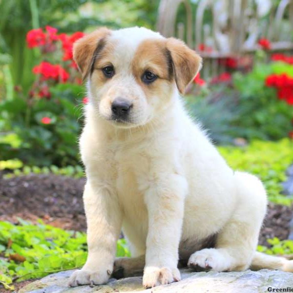 Debbie, Great Pyrenees Mix Puppy