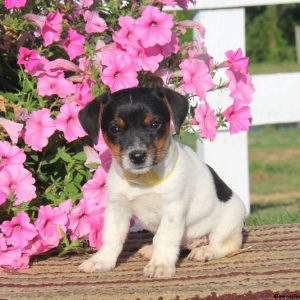 Debbie, Jack Russell Terrier Puppy