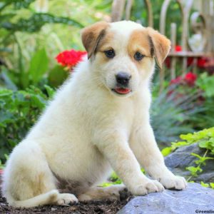 Debbie, Great Pyrenees Mix Puppy