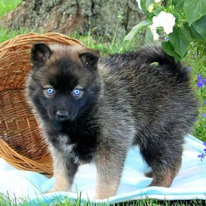 Debbie, Pomsky Puppy