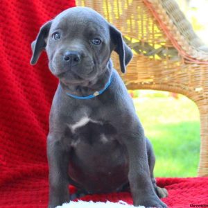 Debbie, Cane Corso Puppy