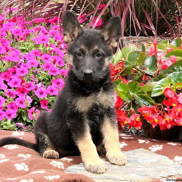 Delanie, German Shepherd Puppy