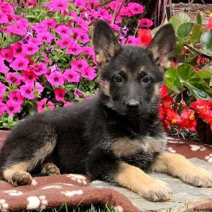Delanie, German Shepherd Puppy