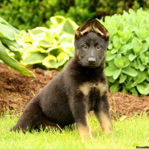 Delilah, German Shepherd Puppy