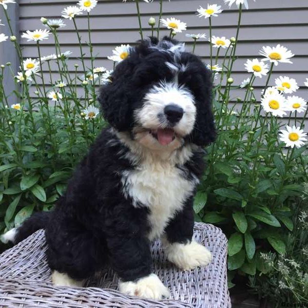 Della, Bernedoodle Puppy