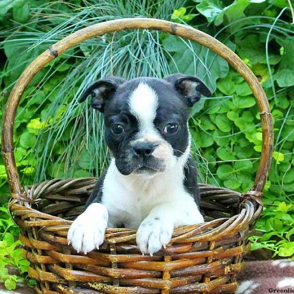 Denny, Boston Terrier Puppy