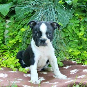 Denny, Boston Terrier Puppy