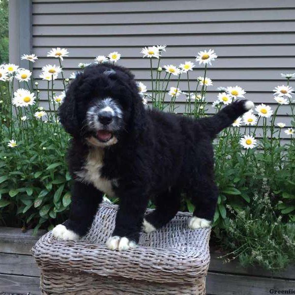 Denver, Bernedoodle Puppy