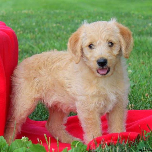 Depp, Labradoodle-Miniature Puppy