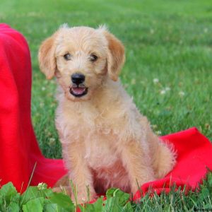 Depp, Labradoodle-Miniature Puppy