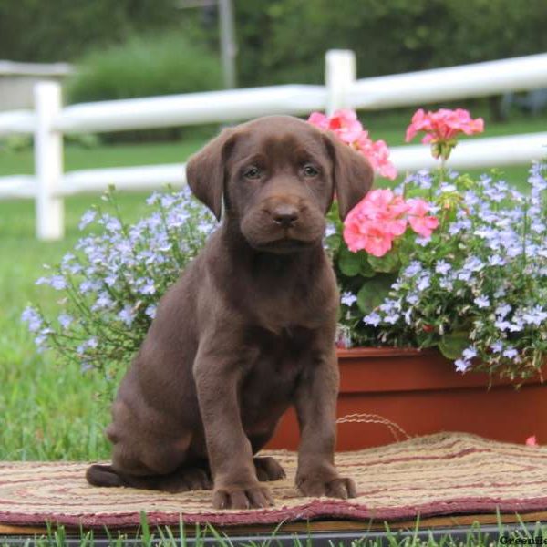 Derek, Labrador Retriever-Chocolate Puppy