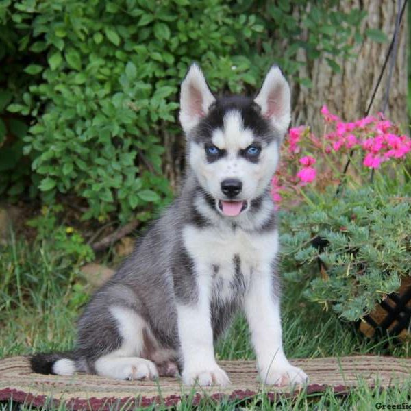 Derek, Siberian Husky Puppy